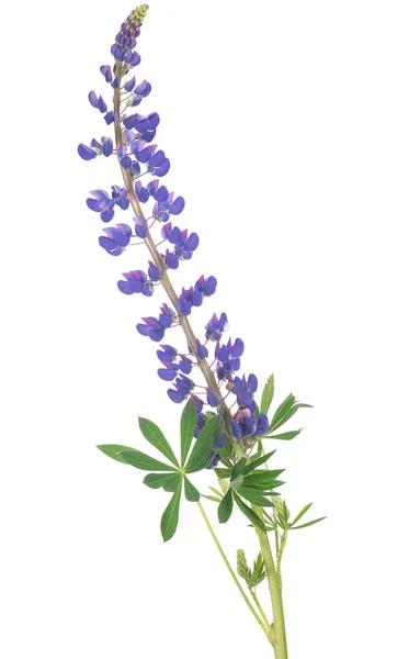 Blaue Lupine Blume Isoliert Auf Weißem Hintergrund — Stockfoto