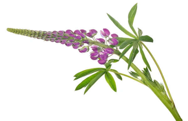 Donker Paarse Lupine Bloem Geïsoleerd Witte Achtergrond — Stockfoto