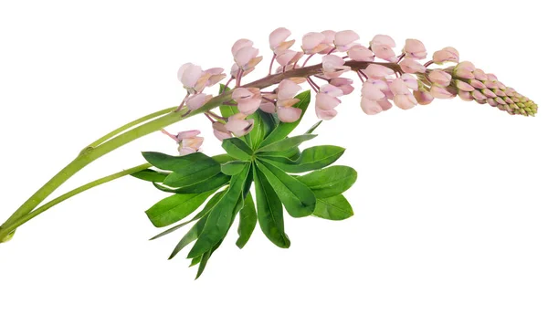 Grädde Lupin Blomma Isolerad Vit Bakgrund — Stockfoto