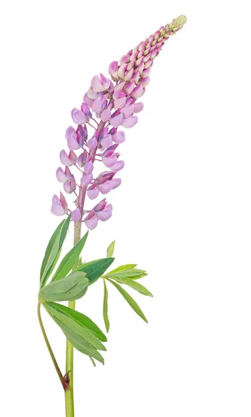 Lila Lupine Blume Isoliert Auf Weißem Hintergrund — Stockfoto