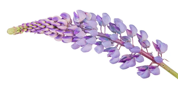 Lilas Lupin Fleur Isolée Sur Fond Blanc — Photo