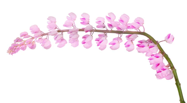 Açık Renk Lupin Çiçeği Beyaz Arkaplanda Izole — Stok fotoğraf