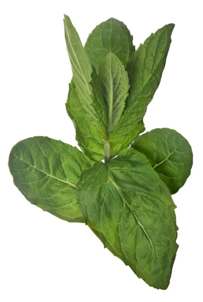 Green Peppermint Branch Isolated White Background — Stock Photo, Image