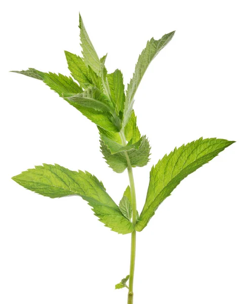 Green Peppermint Branch Isolated White Background — Stock Photo, Image