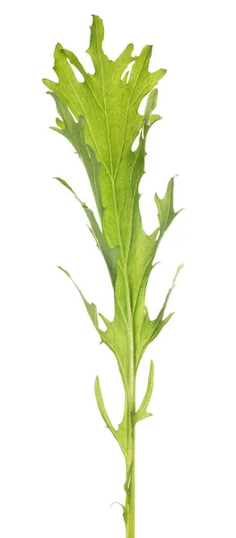 Green Mustard Leaf Isolated White Background — Stock Photo, Image