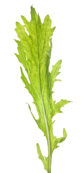 Green Mustard Leaf Isolated White Background — Stock Photo, Image