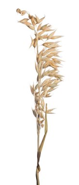 beyaz arkaplanda kuru yulaf