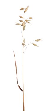 beyaz arkaplanda kuru yulaf