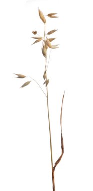 beyaz arkaplanda kuru yulaf