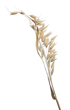 beyaz arkaplanda kuru yulaf