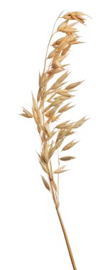 beyaz arkaplanda kuru yulaf