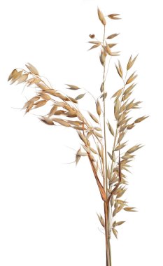 beyaz arkaplanda kuru yulaf