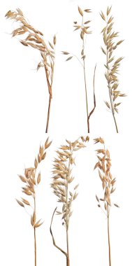 beyaz arkaplanda kuru yulaf