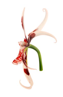 Tek pembe orkide çiçeği, koyu kırmızı büyük lekeler beyaz arkaplanda izole edilmiş.
