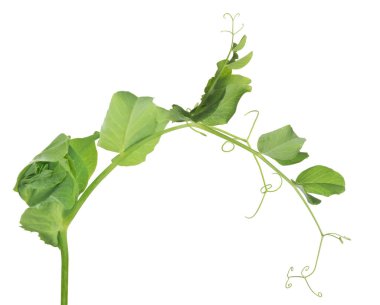 yeşil bezelye sapı beyaz arkaplanda izole