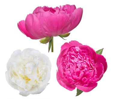 Beyaz arka planda izole edilmiş üç şakayık çiçeği