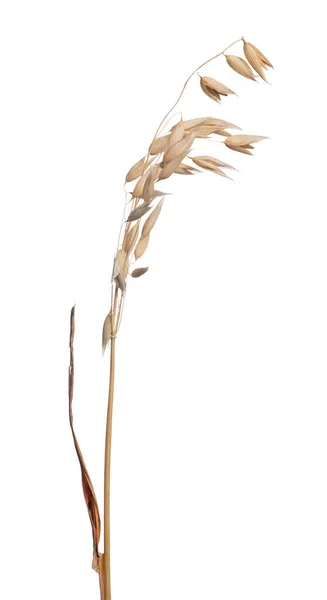 白色背景的干燕麦 — 图库照片