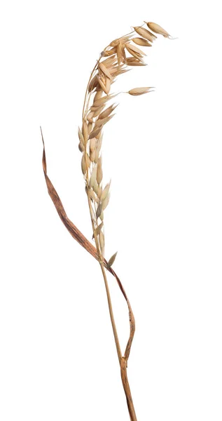 白色背景的干燕麦 — 图库照片