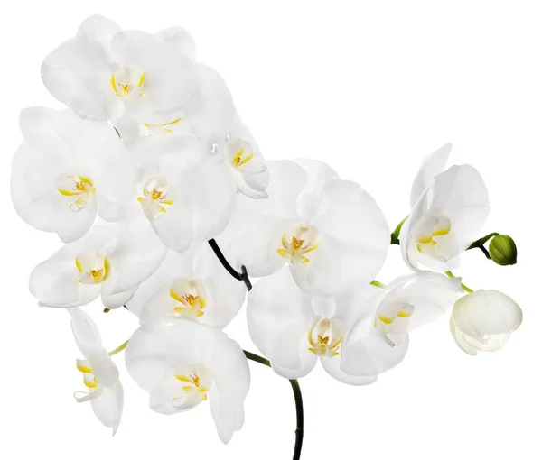 Flores Orquídea Aisladas Sobre Fondo Blanco — Foto de Stock