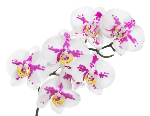 Dunkelrosa Orchideenblüten Isoliert Auf Weißem Hintergrund — Stockfoto