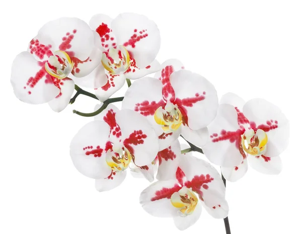 Dunkelrote Orchideenblüten Isoliert Auf Weißem Hintergrund — Stockfoto