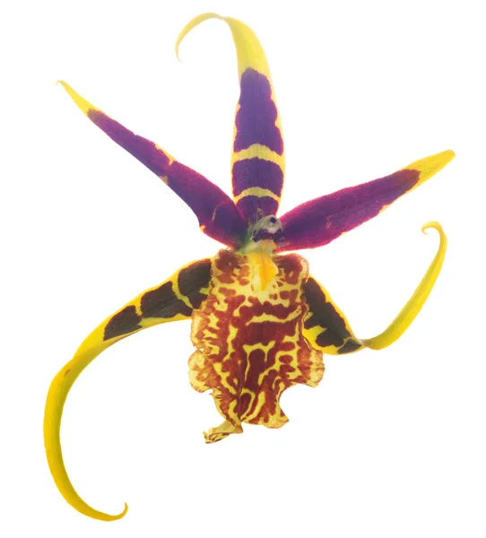 Одна Жовта Квітка Орхідеї Темно Червоними Великими Плямами Ізольовані Білому — стокове фото