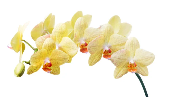 Ανοιχτόχρωμα Κίτρινα Άνθη Ορχιδέας Που Απομονώνονται Λευκό Φόντο — Φωτογραφία Αρχείου