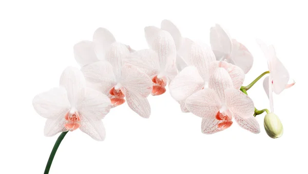Flores Orquídea Ligera Aisladas Sobre Fondo Blanco — Foto de Stock