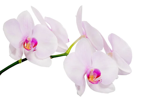 Ljus Rosa Orkidé Blommor Isolerad Vit Bakgrund — Stockfoto