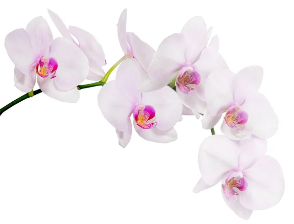 Világos Rózsaszín Orchidea Virágok Elszigetelt Fehér Háttér — Stock Fotó