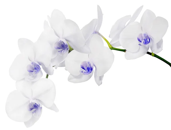 Fiori Orchidea Azzurro Isolati Sfondo Bianco — Foto Stock