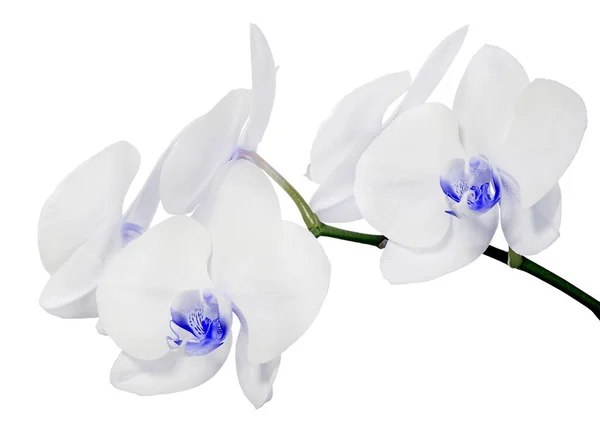 Světle Modrá Orchidej Květiny Izolované Bílém Pozadí — Stock fotografie