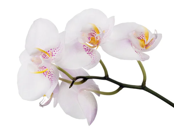 Ljus Rosa Orkidé Blommor Isolerad Vit Bakgrund — Stockfoto