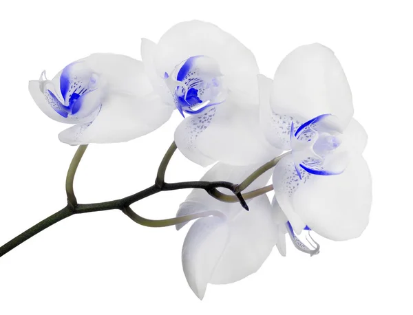 Flores Orquídea Azul Claro Aisladas Sobre Fondo Blanco —  Fotos de Stock