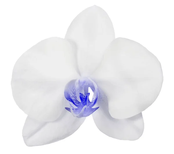 Fény Orchidea Virág Elszigetelt Fehér Háttér — Stock Fotó
