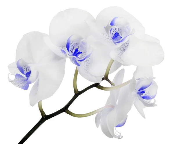 Hellblaue Orchideenblüten Isoliert Auf Weißem Hintergrund — Stockfoto