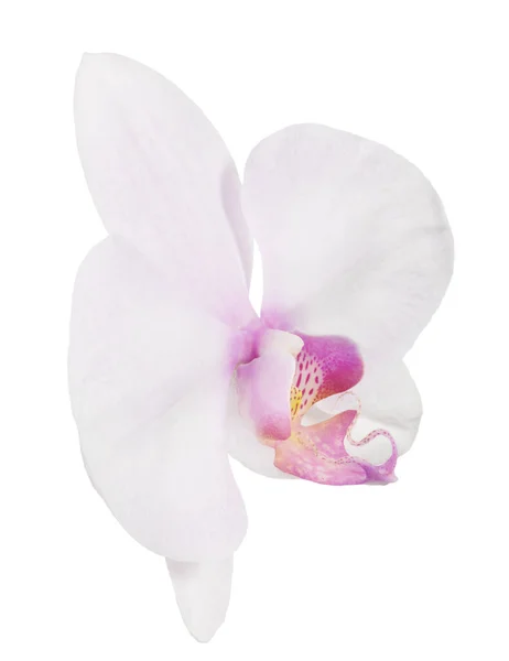 Lekki Kwiat Storczyk Izolowane Białym Tle — Zdjęcie stockowe
