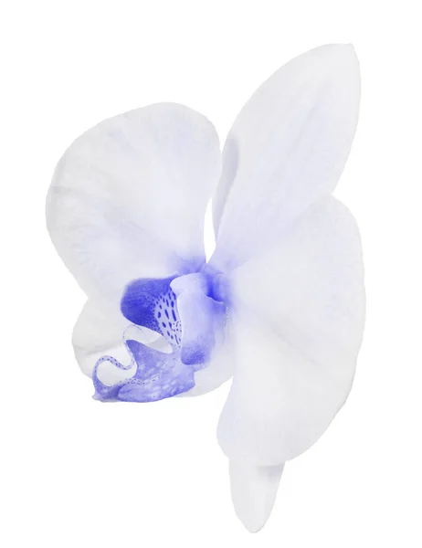 Light Orchid Flower Isolated White Background — Stock Photo, Image