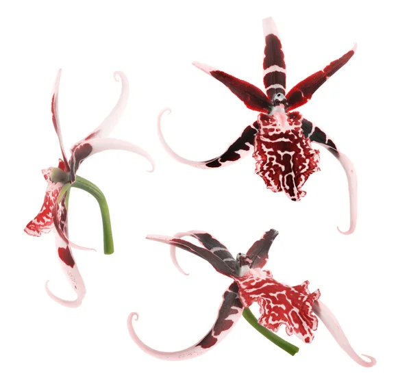 Tres Flores Rosadas Orquídea Con Manchas Grandes Rojas Oscuras Aisladas — Foto de Stock