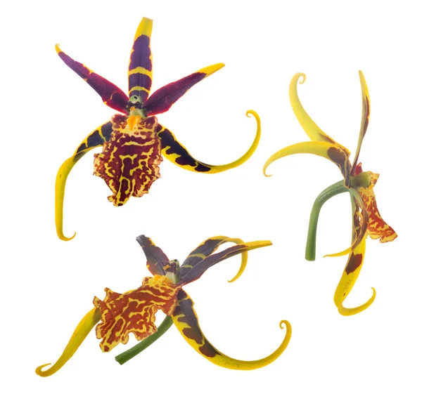 Tres Flores Orquídea Amarillas Con Manchas Grandes Color Rojo Oscuro — Foto de Stock