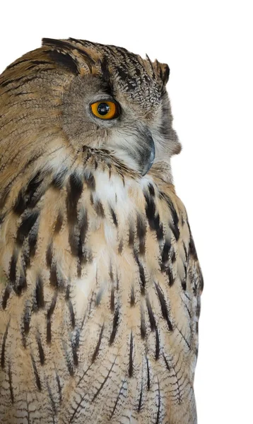 Big Eagle Owl Isolated White Background — Stock Photo, Image