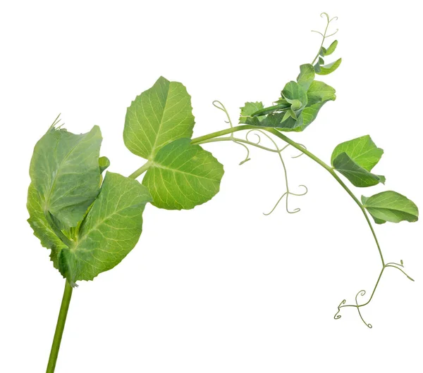 Green Pea Stem Isolated White Background — Stock Photo, Image