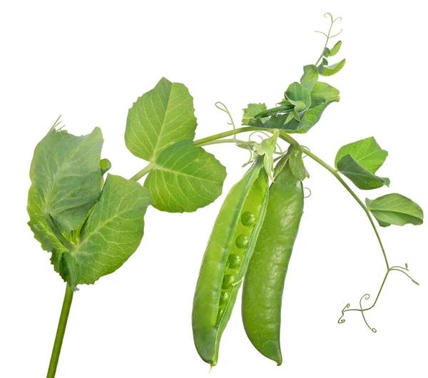 緑色のエンドウ豆の茎は白い背景に隔離され — ストック写真
