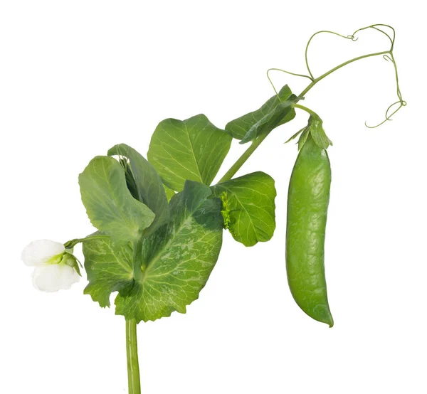 Green Pea Stem Isolated White Background — Stock Photo, Image