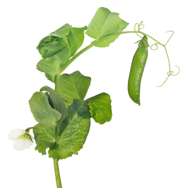 Green Pea Stem Isolated White Background — Stock Photo, Image