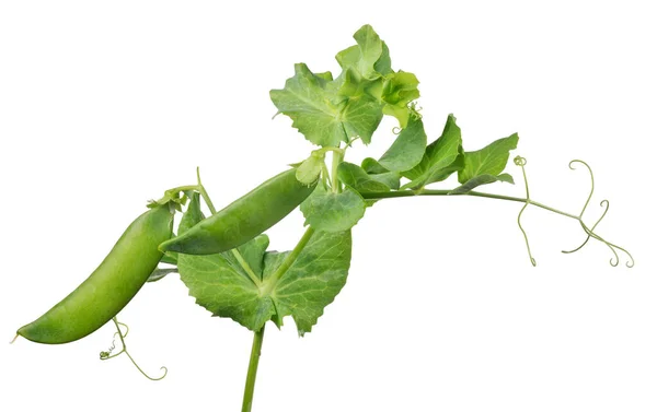Green Pea Stem Isolated White Background — Stock Photo, Image