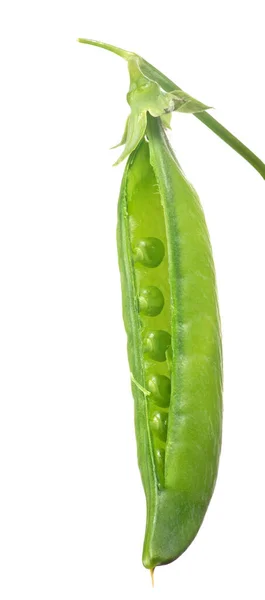 Single Pea Pod Isolated White Background — Stock Photo, Image