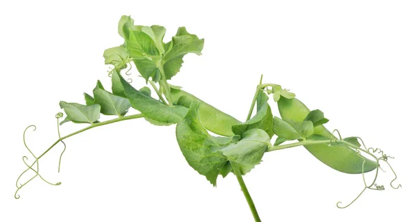 Green Pea Stem Isolated White Background — Stock Photo, Image