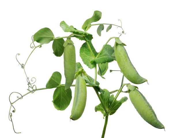 Groene Erwtenstam Geïsoleerd Witte Achtergrond — Stockfoto