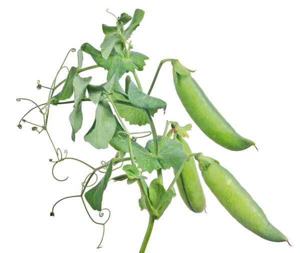green pea stem isolated on white background